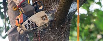 Best Lawn Watering Services  in Clayton, IN