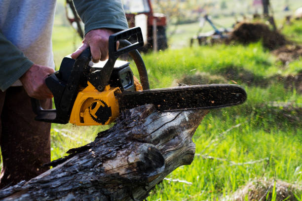 Best Emergency Tree Removal  in Clayton, IN